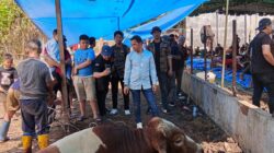 Idul Adha 1447 H: Grib Jaya Medan Tebar Manfaat Lewat Pemotongan Hewan Kurban