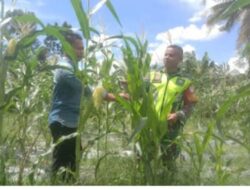 Babinsa Peduli  Bantu Petani untuk Wujud Ketahanan Pangan di Kabupaten Aceh Tamiang