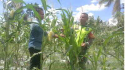 Babinsa Peduli  Bantu Petani untuk Wujud Ketahanan Pangan di Kabupaten Aceh Tamiang