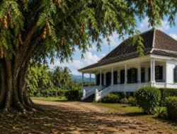 Belanda Tanam Asam Jawa Diam-Diam Menyelamatkan Kota di Sumut-Aceh