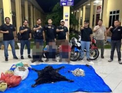 Polres Simalungun Berhasil Ungkap  Perdagangan Bagian Satwa di Lindungi ,Barang Bukti  30 kilogram sisik trenggiling ,Tiga tersangka si Amankan