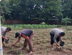 Kolaborasi TNI Dukung Program ketahanan pangan nasional Budidaya Jagung