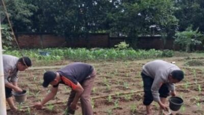 Kolaborasi TNI Dukung Program ketahanan pangan nasional Budidaya Jagung