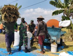 Tak Hanya Mengawal, Babinsa Sukodono Ikut Bantu Panen Padi Petani  SRAGEN