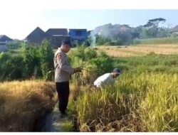 Implementasi Asta Cita Presiden Republik Indonesia bidang Ketahanan pangan, Polsek Prigen dan kelompok tani laksanakan Pemantauan dan pembersihan lahan padi di wilayah Kelurahan Pecalukan, Kecamatan Prigen, Kabupaten Pasuruan