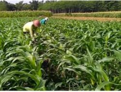 Di Balik  Program Pangan Nasional, Petani masih Bergulat dengan Harga dan Pupuk,Garda 08 Minta Evaluasi Menyeluruh