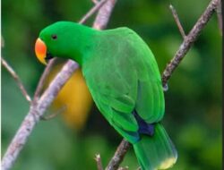 Nuri bayan Eclectus roratus, salah satu burung kuat suara teriakan bernada tinggi,hidup di kawasan hutan Wallacea