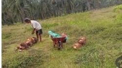 Penerapan manajemen Keselamatan dan Kesehatan Kerja  serta regulasi ketenagakerjaan di lingkungan Badan Usaha Milik Negara (BUMN)  Jadi sorotan publik, dugaan pelanggaran serius terjadi di Afdeling VII Kebun Rambutan PTPN IV Regional 1