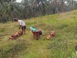 Penerapan manajemen Keselamatan dan Kesehatan Kerja  serta regulasi ketenagakerjaan di lingkungan Badan Usaha Milik Negara (BUMN)  Jadi sorotan publik, dugaan pelanggaran serius terjadi di Afdeling VII Kebun Rambutan PTPN IV Regional 1