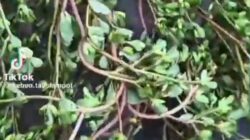 Krokot (Portulaca oleracea) Tanaman liar yang didoakan oleh Nabi ﷺ