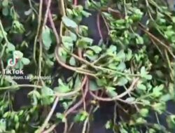 Krokot (Portulaca oleracea) Tanaman liar yang didoakan oleh Nabi ﷺ