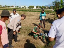 Lawan Hama Tikus, Babinsa Bersama Petani Kompak Gelar Gerdal Serentak