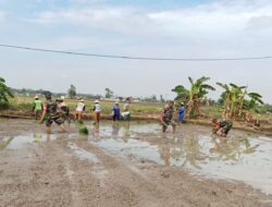Dari Lumpur Sawah, Babinsa Bangun Optimisme Petani Menuju Panen Berkualitas