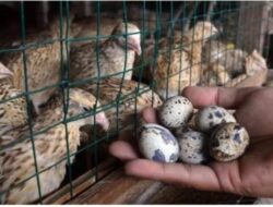 Tingginya Fluktuasi Harga Pakan,Produktivitas Puyuh Petelur Berhenti Sementara Untuk Peremajaan Induk Puyuh