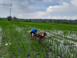 Gulma Mengancam Panen, Babinsa Turun ke Sawah Selamatkan Harapan Petani