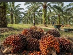 PT Socfindo di telah Peroleh beberapa sertifikasi ISO untuk Jamin mutu dan pengelolaan lingkungan