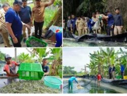 Bupati Batu Bara Dr.H.Baharuddin dukung Sektor Perikanan,budidaya udang  Tingkat Perekonomian Masyarakat