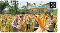 Wakapolsek Cikupa Hadiri Panen Jagung Program 1 Desa 2 Hektar di Pasir Jaya, Perkuat Ketahanan Pangan Nasional