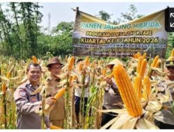 Wakapolsek Cikupa Hadiri Panen Jagung Program 1 Desa 2 Hektar di Pasir Jaya, Perkuat Ketahanan Pangan Nasional