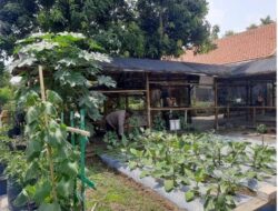 Forkopimda Jambangan Galakkan Pemanfaatan Lahan Pekarangan Warga Kota Dukung Program Ketahanan Pangan