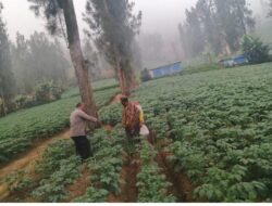 Polsek Tosari Polres Pasuruan terus Berperan aktif lalui Pendampingan  Petani di wilayah binaannya