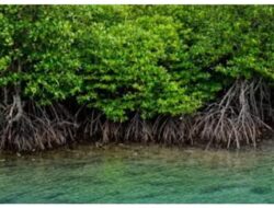 INALUM  terus Tunjukkan komitmennya dalam Jaga kelestarian lingkungan Lalui program konservasi mangrove di wilayah pesisir Sumatera Utara,Tanam 15000 bibit Mangrove Tahun 2026