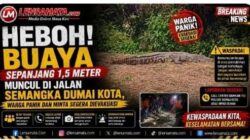 Warga RT 14, Kelurahan Rimba Sekampung, Kecamatan Dumai Kota, dihebohkan dengan kemunculan seekor buaya di Jalan Semangka pada sore hari.