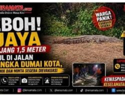 Warga RT 14, Kelurahan Rimba Sekampung, Kecamatan Dumai Kota, dihebohkan dengan kemunculan seekor buaya di Jalan Semangka pada sore hari.