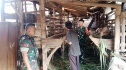 Babinsa Kalangan Pantau Peternakan Kambing, Pastikan Kondisi Ternak Terjaga