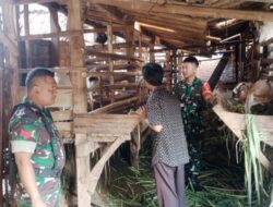 Babinsa Kalangan Pantau Peternakan Kambing, Pastikan Kondisi Ternak Terjaga