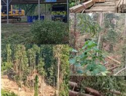 Polres Halsel Didesak Sita Bukti Eskavator Dan Dump Truck Diduga Digunakan Illegal Logging Di Obi