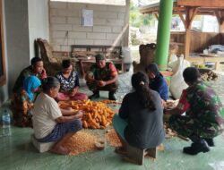 Panen Jagung di Gesi Jadi Ajang Komsos, Babinsa Turun Langsung Bantu Petani