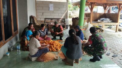 Panen Jagung di Gesi Jadi Ajang Komsos, Babinsa Turun Langsung Bantu Petani