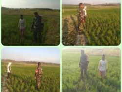 Modal Besar, Harapan Lebih Besar: Petani Kemusu Tetap Bertahan di Musim Tanam Ketiga