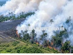 Breaking News! Polda Sultra Tetapkan AN Tersangka Pembakar 80 Hektare Hutan di Koltim, Satu Pemantik Bambu Berujung Penjara 10 Tahun