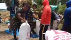Panen Padi Tiba, Babinsa Ngrombo Ikut Turun Sawah Dampingi Petani Sukarmin