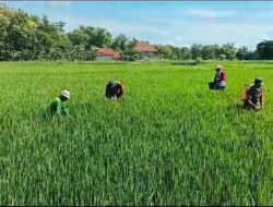 Kawal Padi MT III, Babinsa Karangmalang Turun Langsung ke Sawah