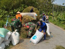 Panen Padi di Gesi Jadi Ajang Babinsa Serap Cerita Petani
