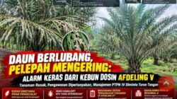 Daun Berlubang, Pelepah Mengering: Alarm Keras dari Kebun Dosin Afdeling V, Manajemen PTPN IV Diminta Turun Tangan