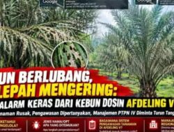 Daun Berlubang, Pelepah Mengering: Alarm Keras dari Kebun Dosin Afdeling V, Manajemen PTPN IV Diminta Turun Tangan
