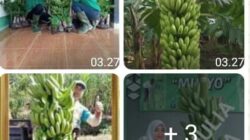 Keistimewaan Pisang Mulyo