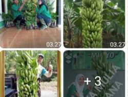 Keistimewaan Pisang Mulyo