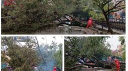 Gercep BNPB Kota Pontianak Evakuasi Pohon Tumbang di Jalan