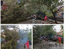 Gercep BNPB Kota Pontianak Evakuasi Pohon Tumbang di Jalan