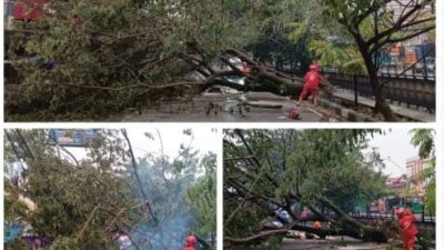 Gercep BNPB Kota Pontianak Evakuasi Pohon Tumbang di Jalan