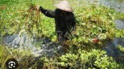 Dari Sampah Menjadi Pakan Gratis: Peluang Emas untuk Peternak dan BG Farm