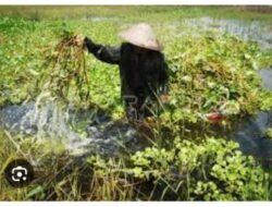Dari Sampah Menjadi Pakan Gratis: Peluang Emas untuk Peternak dan BG Farm