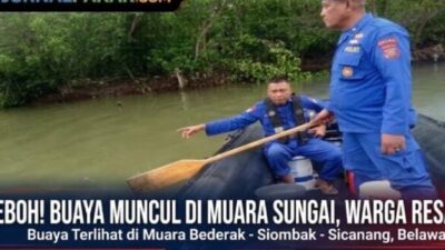 Warga Tinggal di sekitar Muara Aliran Sungai Bederak, Siombak, Hamparan Perak dan Sicanang di Hebohkan Kemunculan Buaya Muara