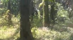 Dijual Tanah Spesial dan Istimewa “Kebun Sawit dengan Luas 85 Ha”