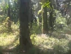 Dijual Tanah Spesial dan Istimewa “Kebun Sawit dengan Luas 85 Ha”